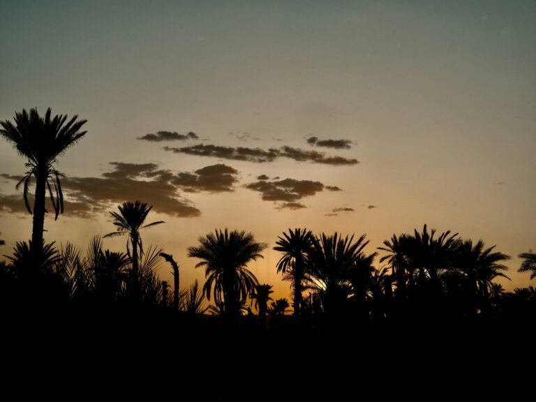 Captivating sunset view of palm trees silhouetted against the colorful sky in Tata, Morocco.